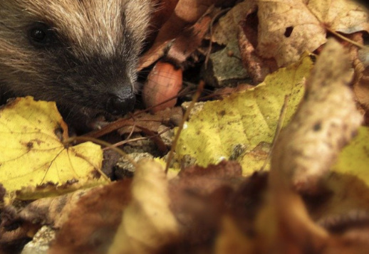 Колючий, шумный, поздно встающий - кто я? Vorschau