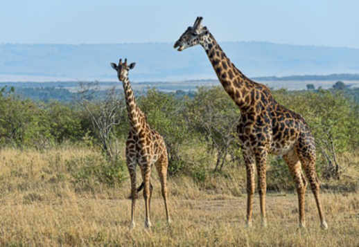 Бесподобный Жираф Vorschau