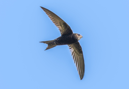 Pожден для полета Vorschau