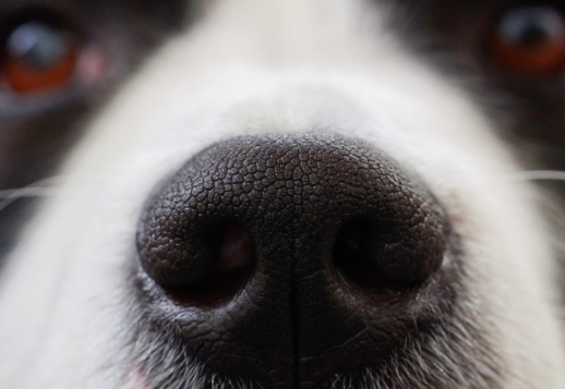 Острый нюх - I часть Vorschau