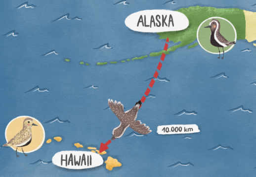 С Аляски до Гавайских островов Vorschau