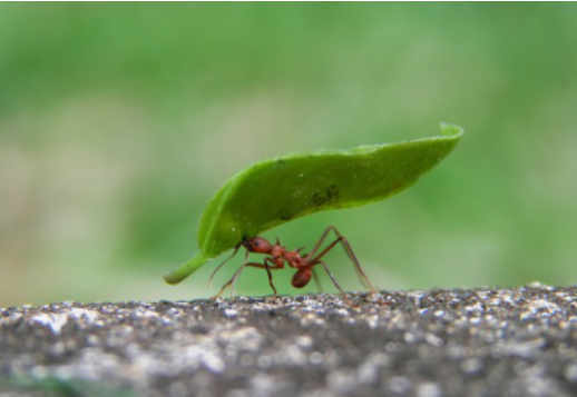 Очень хорошо Vorschau