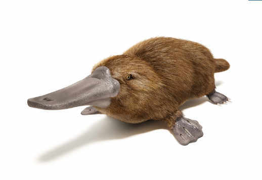 Необычный Утконос Vorschau