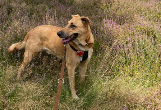 Марли - 5 часть Vorschau