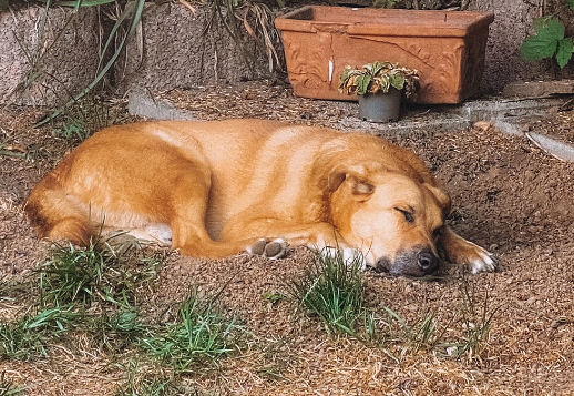 Марли - 2 часть Vorschau