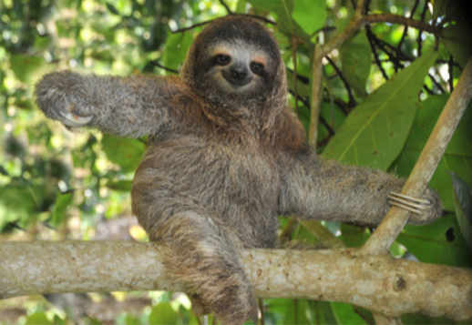 Неторопливый ленивец Vorschau