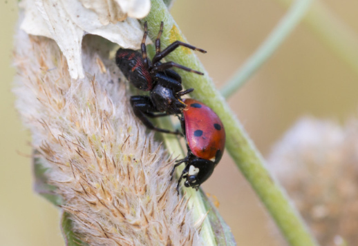 Под угрозой врагов Vorschau