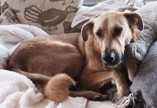 Марли - 4 часть Vorschau